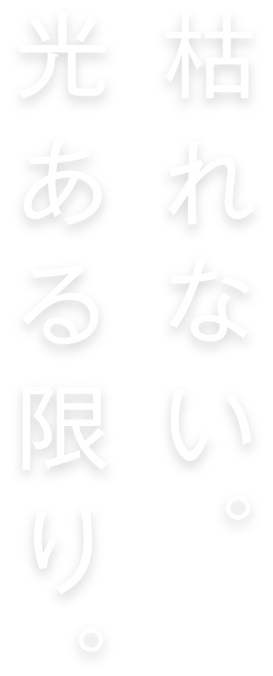 光ある限り。枯れない。