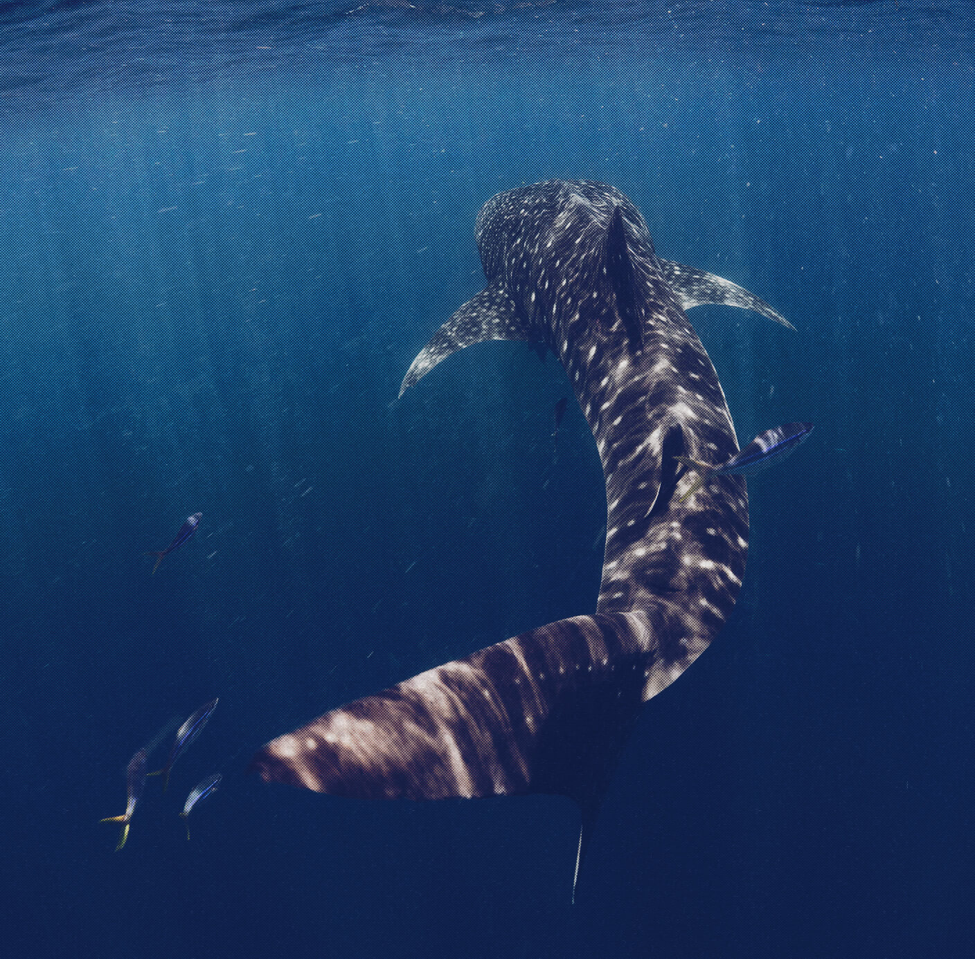 whale sharks