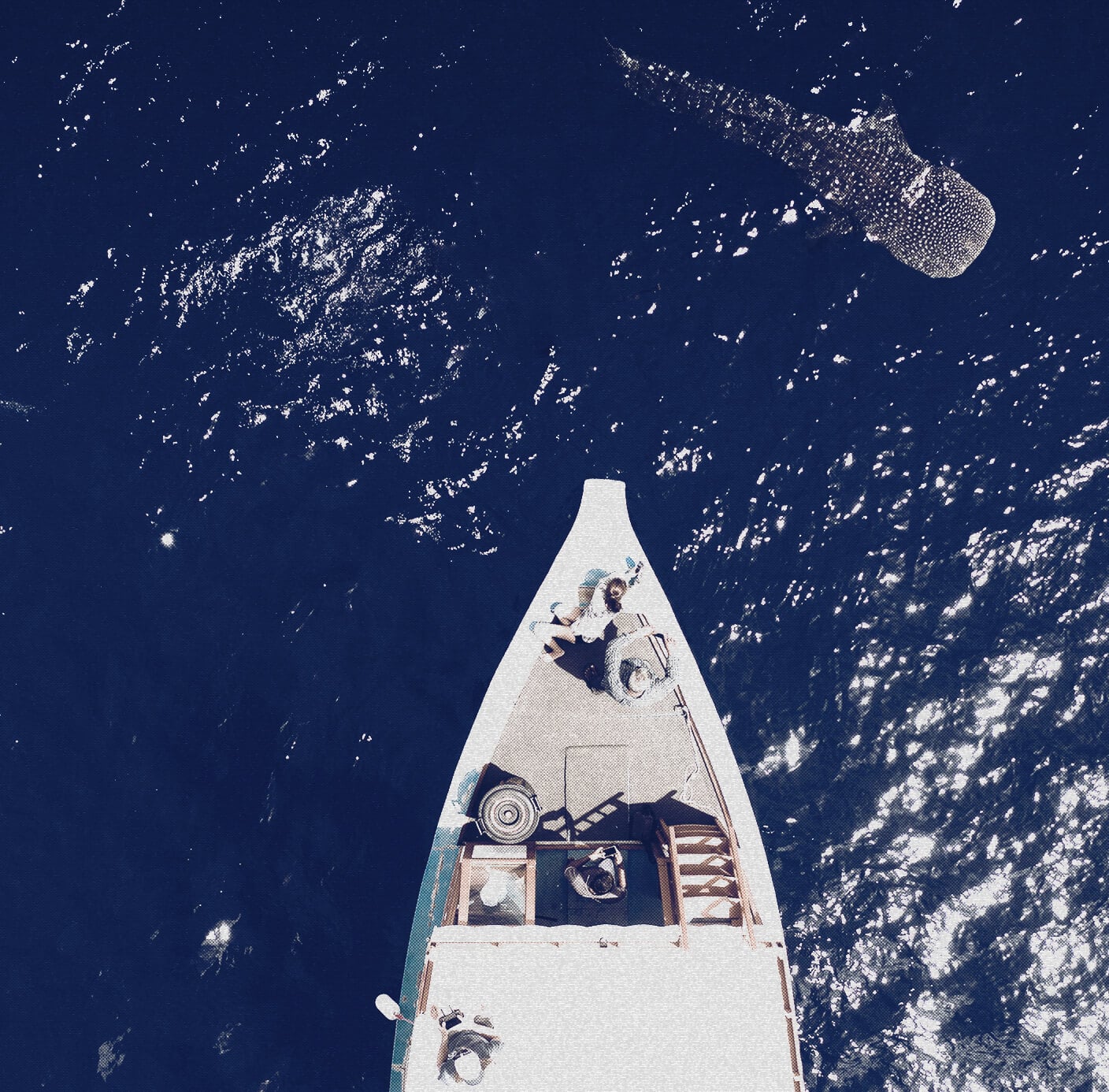 whale shark