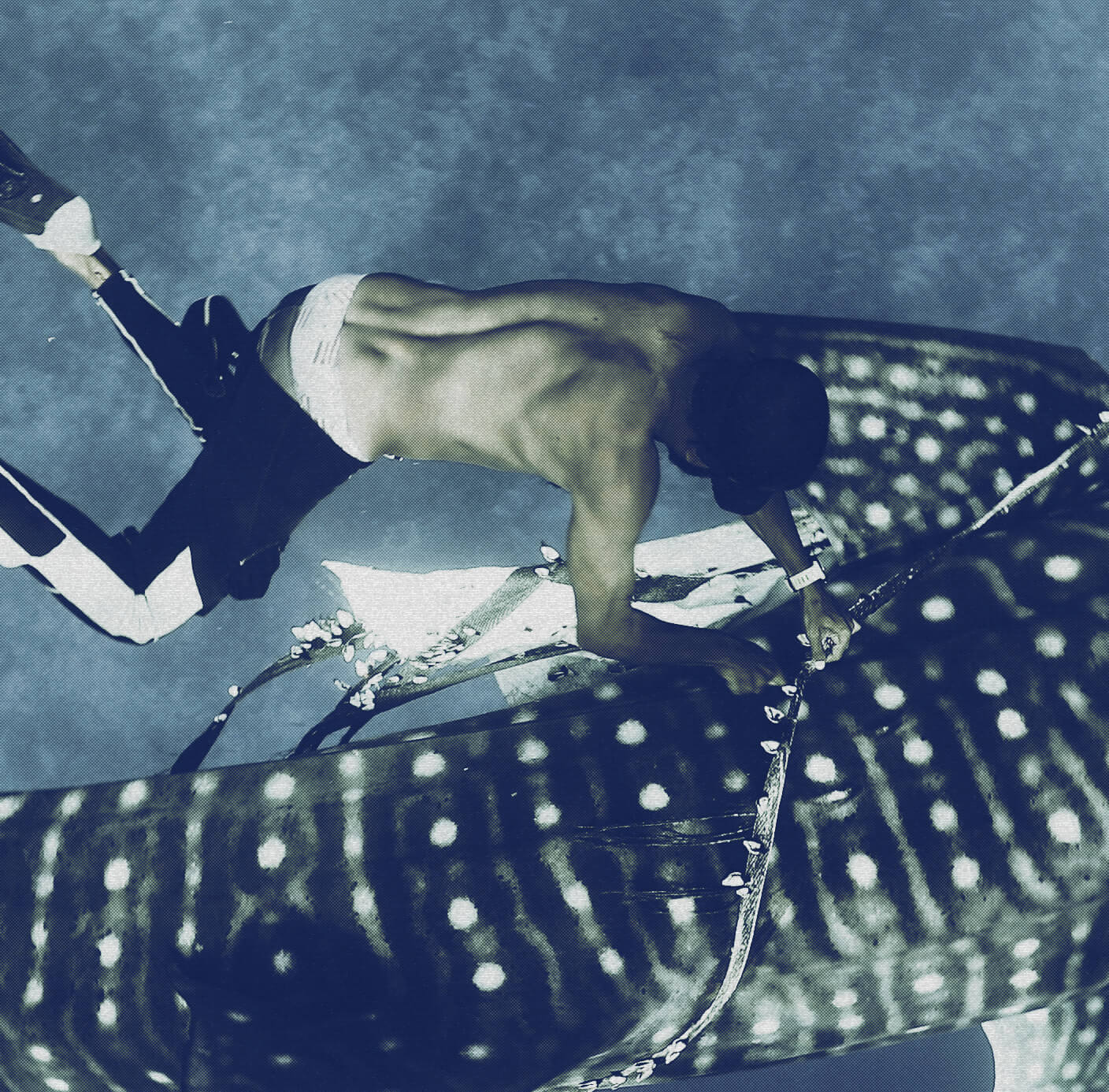 whale shark
