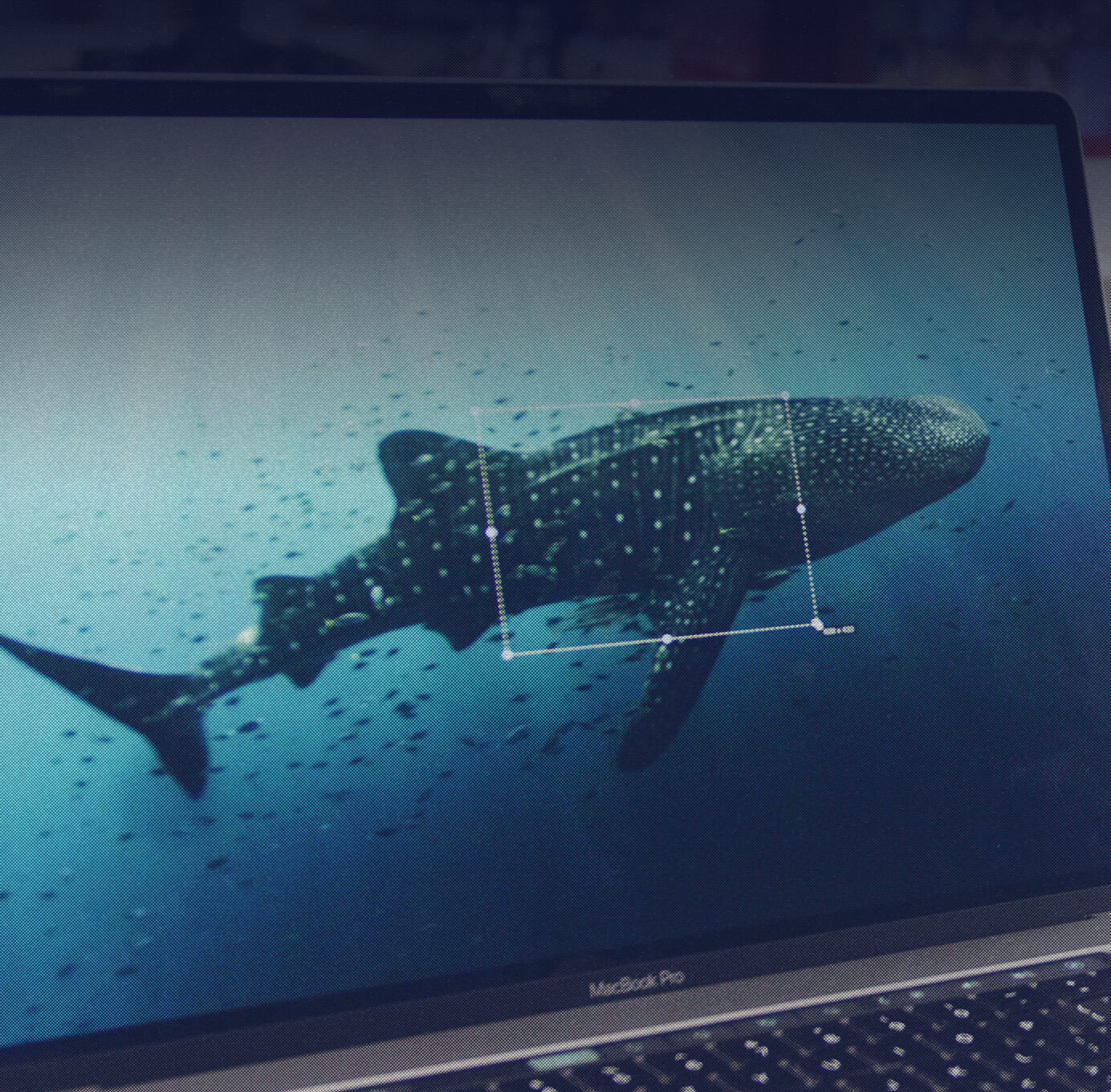 whale sharks