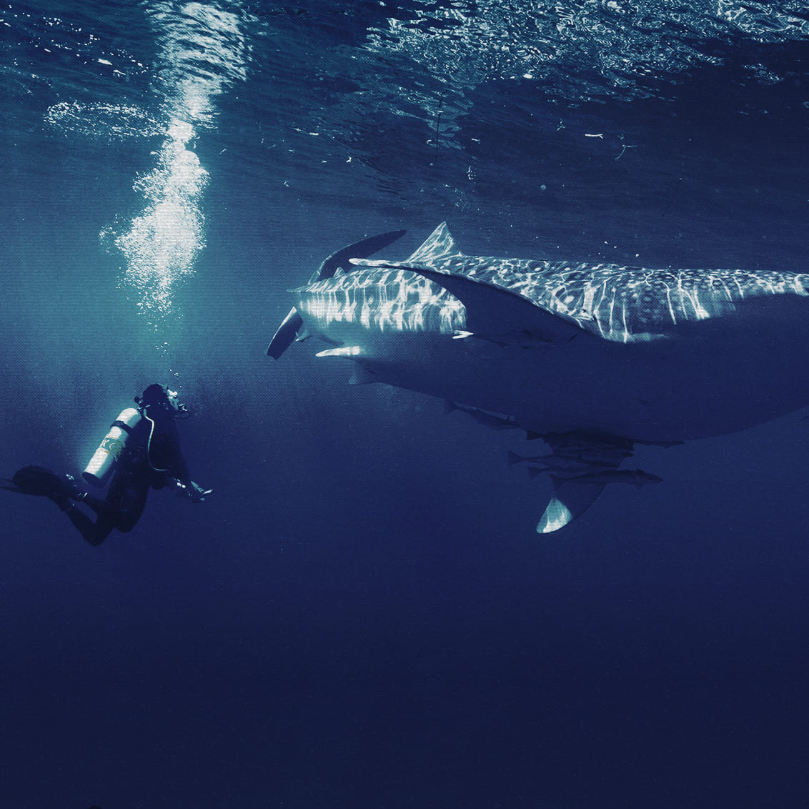 SYMBOL OF THE SEAS